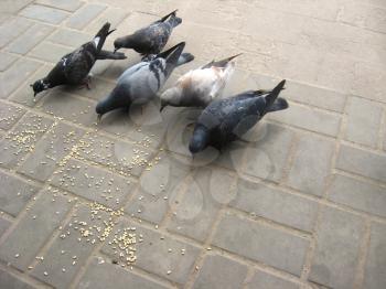 The image of feeding of pigeons