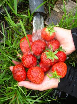 process of washing of the fresh  strawberry