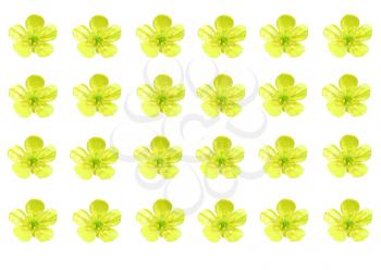 Image of a number of yellow buttercups
