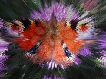 The butterfly of peacock eye as unusual background