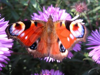 The butterfly of peacock eye on the flower