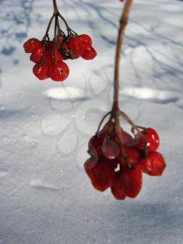 bunches of red guelder-rose on a bush on a background of a snow