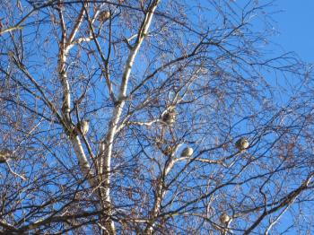 Flight of winter birds sitting not to a birch