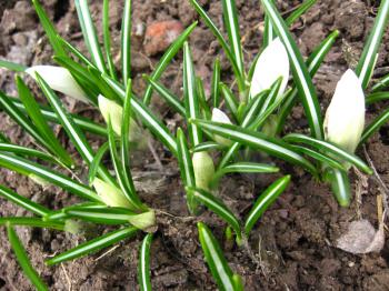 The image of some white blossoming crocuses