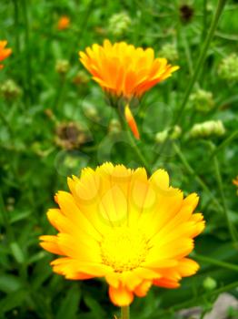 image of beautiful flower of yellow marigold
