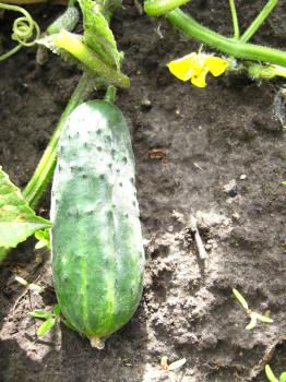 image of fruit of a cucumber on a bed