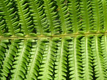 image of nice pattern from leaves of fern