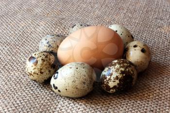 some eggs of the quail and one of the hen on the grey sacking background