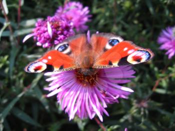 graceful butterfly of peacock eye sitting on the aster