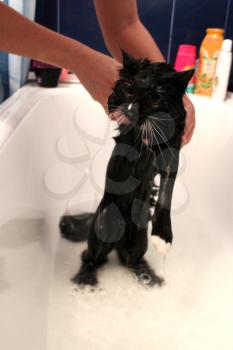 image of washing of a black cat in bathing