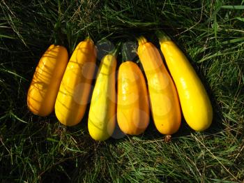 harvest of yellow squashes on green grass