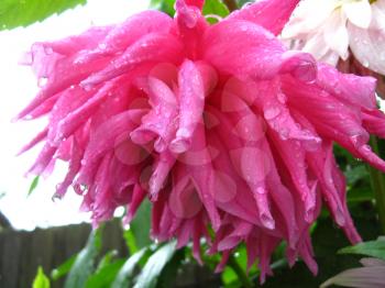 beautiful flower of pink dahlia after rain