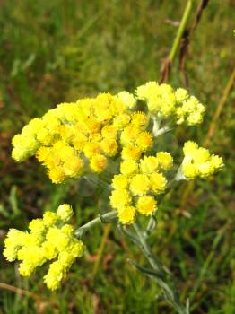 image of yellow and medicinal flowers of immortelle