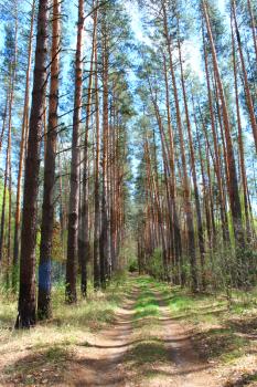 image of road in the spring forest with green pines