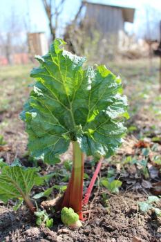 Young sprout of a rhubard progrown from the ground in the spring