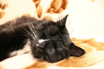 The black and nice cat sleeps on a sofa