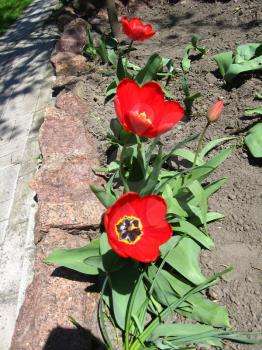 image of red tulips on the flower-bed