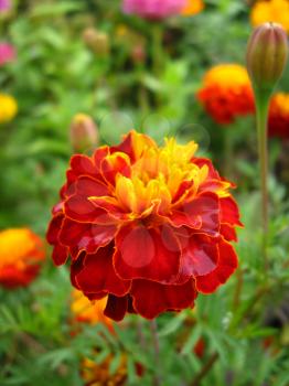 beautiful flower of motley and velvet tagetes