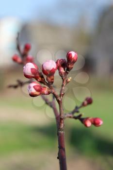 image of swelling buds of flowers apricots in spring