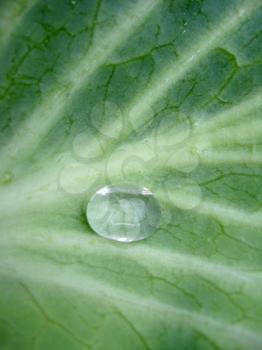 Transparent drop of water on a green leaf of cabbage