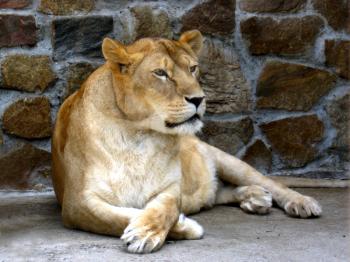 The image of lioness having a rest in zoo