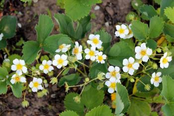 image of beautiful white flowers of flowering strawberry