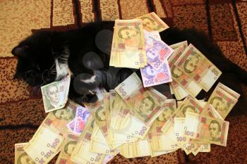 black cat lying on the carpet with money