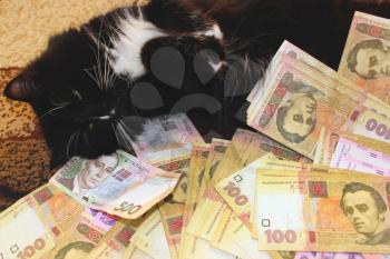 black cat lying on the carpet with Ukrainian money