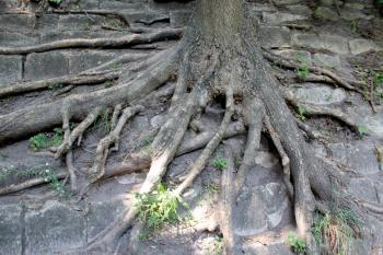 huge roots of the tree growing outside in the city park