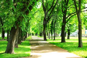 nice path in the beautiful city summer park with green trees  