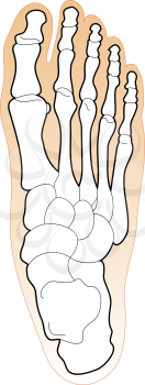 Bones of the Human Foot Chart