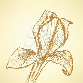 Sketch iris, vector vintage background eps 10