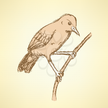Sketch rufous hornero bird in vintage style, vector