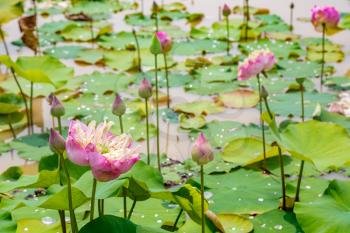 Beautiful Lotus field in a summer day