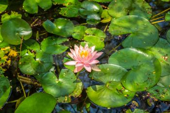 Beautiful single pink lotus flower with green leaf in in pond