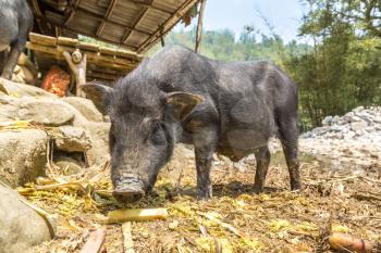 Black pig in Sapa, Lao Cai, Vietnam in a summer day