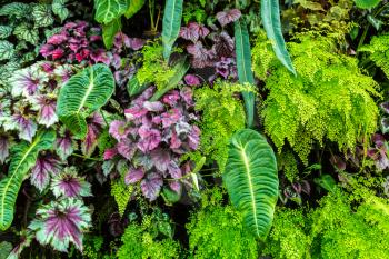 Vertical garden with tropical green leaf and flowers. Nature background