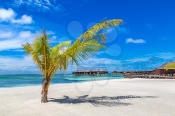 MALDIVES - JUNE 24, 2018: Palm tree at Tropical beach in the Maldives at summer day