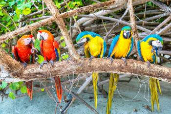 Macaw (Ara ararauna) Parrots stand on the tree branch in a summer day