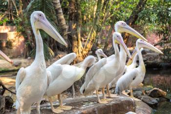 Pelicans in Safari World Zoo in Bangkok in a summer day