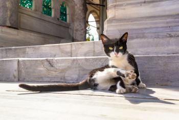 Cat  in Istanbul, Turkey in a beautiful summer day