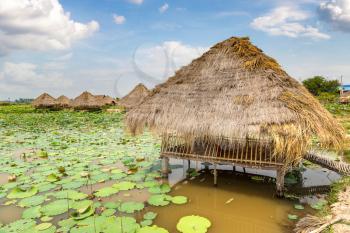 SIEM REAP, CAMBODIA - JUNE 11, 2018: Lotus farm near Siem Reap, Cambodia in a summer day
