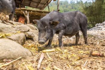 Black pig in Sapa, Lao Cai, Vietnam in a summer day