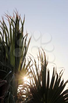 tropical palm tree at sun light
