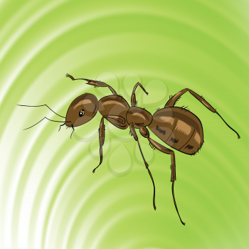 colorful illustration with brown ant for your design