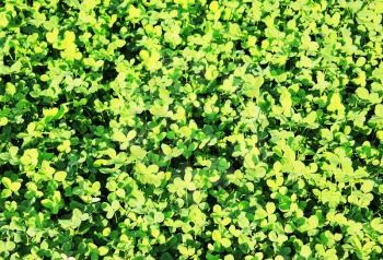 Clover background at sun light. Green clover leaves. St. Patrick's day.