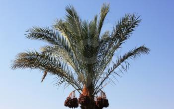 Palm tree on blue sky background 