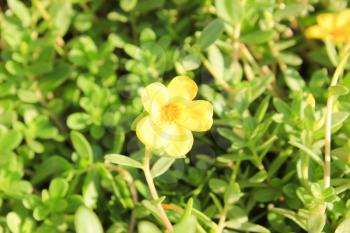 Yellow Flower at sun light