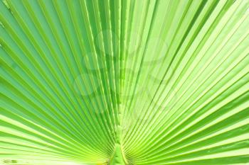 Green Leaf at sun light. Close up. Lines and textures of Green Palm leaves.