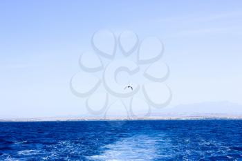  Seagull flying after the ship. Sea Blue Water background.